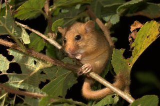 Les muscardins - ici un muscardin occidental photographié dans la région genevoise - sont des animaux discrets fréquentant les lisières de forêts bien denses.